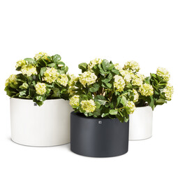 Pflanzgefäß Tribeca Shape 