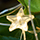 Farbicon trillestar-color